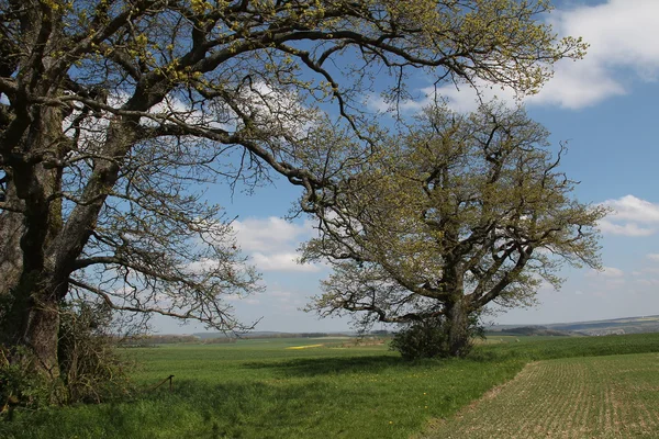 Frühlingslandschaft mit einem Baum — Stockfoto