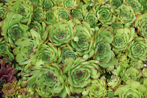 Sempervivum flower / Flowering sempervivum in macro shot — Stok Foto