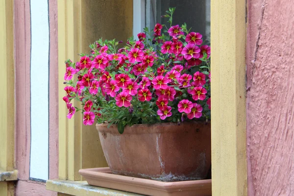 ペチュニア - 美しい庭の花 — ストック写真