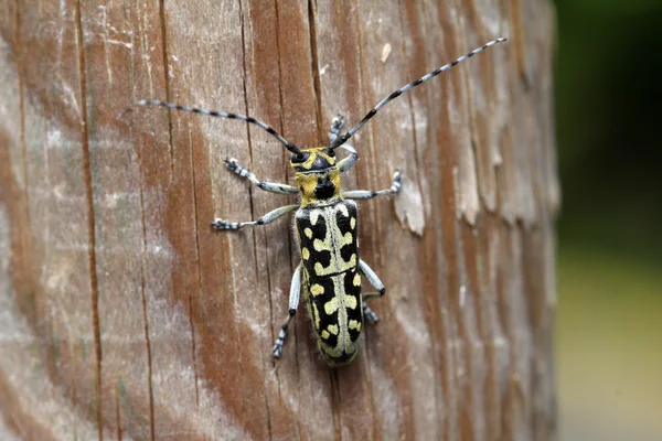 Leptura - Schnurrbart-Insekt — Stockfoto