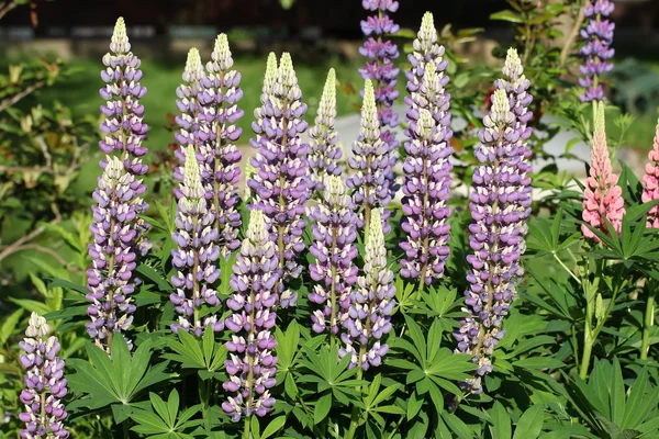 Lupines / belles fleurs sauvages et de jardin — Photo