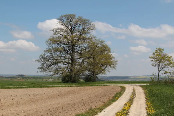 Vårlandskap med träd och väg — Stockfoto