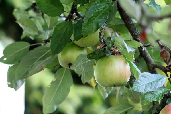 Яблоки висят на дереве — стоковое фото