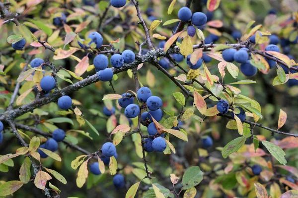 Las Bayas Azules Del Espino Negro Maduran Los Arbustos —  Fotos de Stock