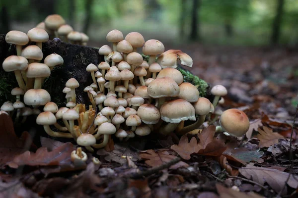 Brown Forest Mushrooms Grew Fallen Tree — Stock Photo, Image