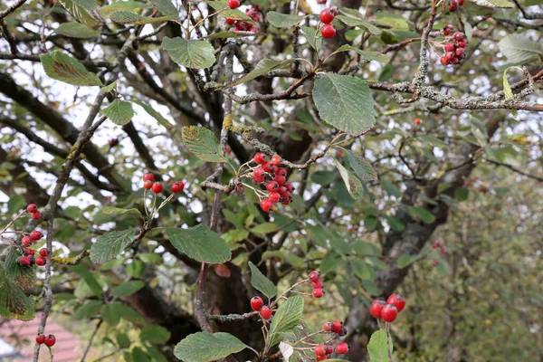 Belle Bacche Rosse Maturano Sui Rami — Foto Stock