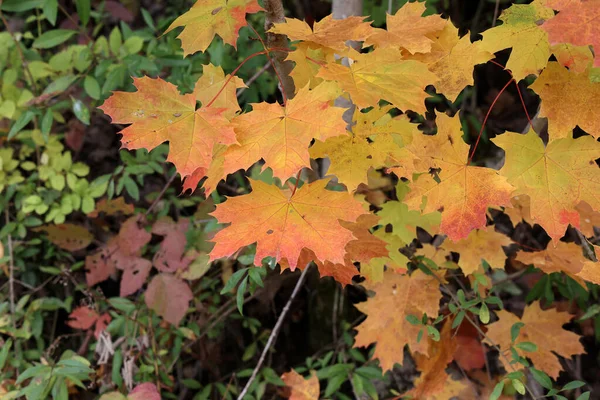 Helle Ahornblätter Einem Baum Wald Herbst — Stockfoto