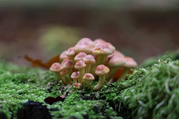 Setas Del Bosque Marrón Crecieron Árbol Caído — Foto de Stock