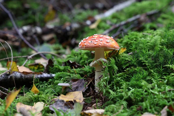 Detailní Záběr Žampiony Amanita Muscaria Lese — Stock fotografie