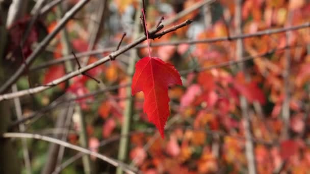 Frunză Roșie Frumoasă Copac Toamna — Videoclip de stoc