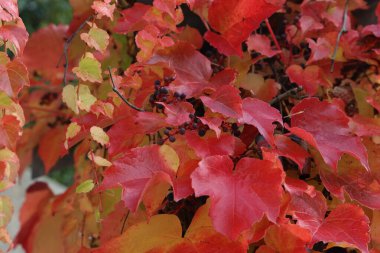 Sonbaharda parlak kırmızı üzüm yaprakları.