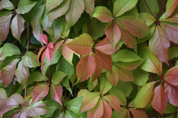 Heldere Rode Groene Bladeren Van Wilde Druiven Herfst — Stockfoto