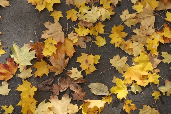 秋天的人行道上躺着枫叶 — 图库照片