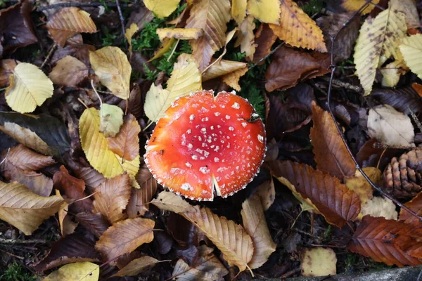 Κλείσιμο Του Μανιταριού Amanita Muscaria Στο Δάσος — Φωτογραφία Αρχείου