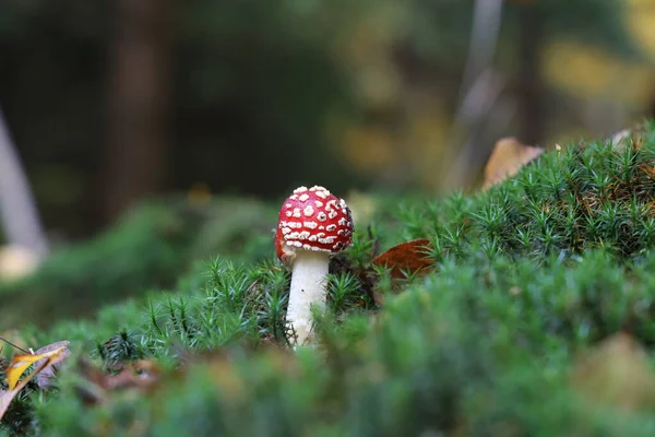 Closeup Amanita Muscaria Cogumelo Floresta — Fotografia de Stock