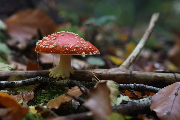 Detailní Záběr Žampiony Amanita Muscaria Lese — Stock fotografie