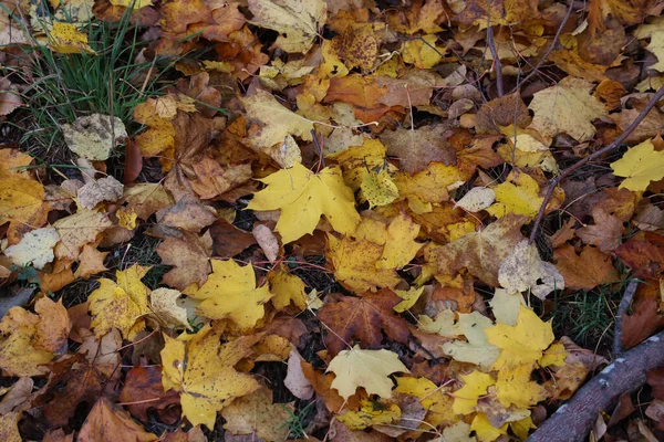 Esdoorn Bladeren Liggen Het Gras Herfst — Stockfoto