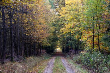 Sonbaharda sabah yaprak döken orman.