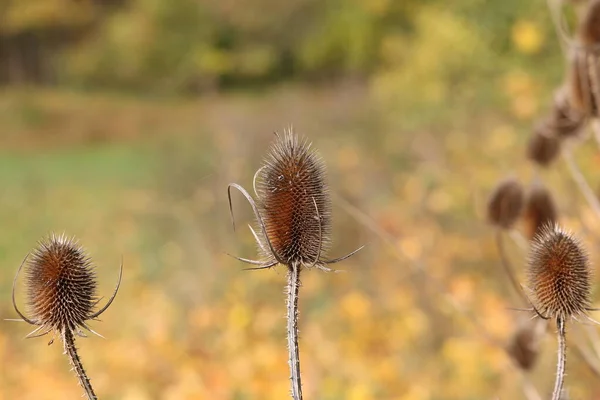 Dry flower of thistle in a field in autumn.