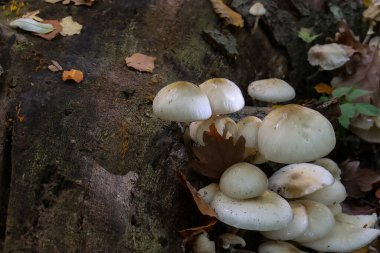 Düşen ağaçta beyaz orman mantarları büyüdü..