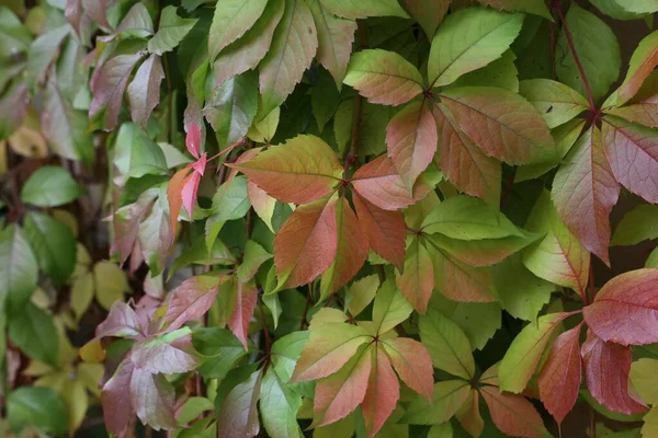 Heldere Rode Groene Bladeren Van Wilde Druiven — Stockfoto