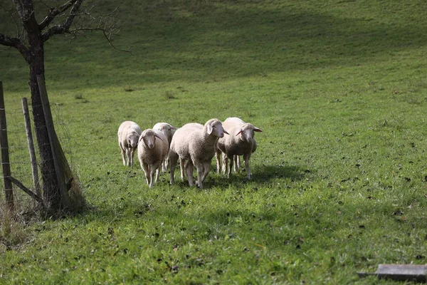 一群白羊在有栅栏的牧场上吃草 — 图库照片