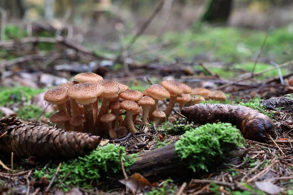 Cogumelos Outono Crescem Floresta Toco — Fotografia de Stock