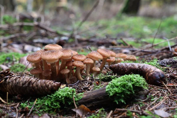 Herbstpilze Wachsen Wald Auf Einem Baumstumpf — Stockfoto