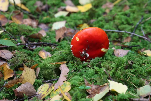 Κλείσιμο Του Μανιταριού Amanita Muscaria Στο Δάσος — Φωτογραφία Αρχείου