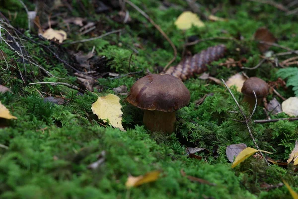 Schöne Steinpilze Edulis Pilz Erstaunlich Grünem Moos — Stockfoto