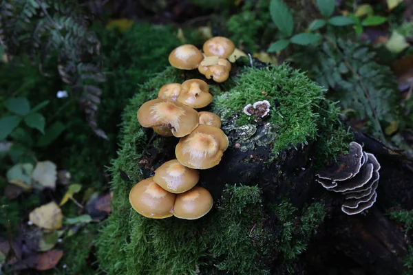 Herbstpilze Wachsen Wald Auf Einem Baumstumpf — Stockfoto