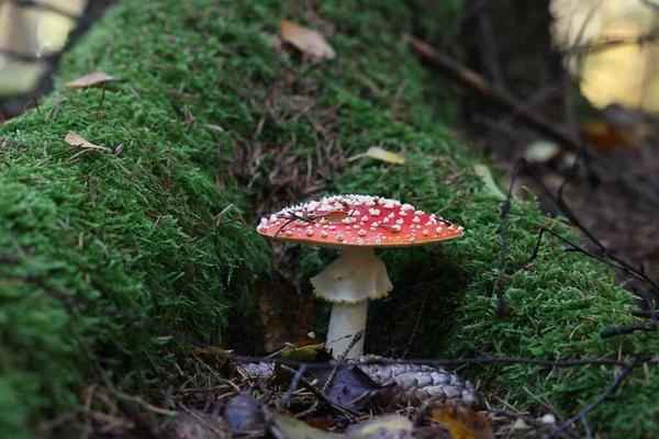 Κλείσιμο Του Μανιταριού Amanita Muscaria Στο Δάσος — Φωτογραφία Αρχείου