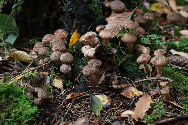 Cogumelos Outono Crescem Floresta Toco — Fotografia de Stock