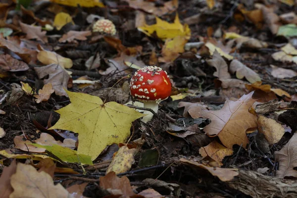 Detailní Záběr Žampiony Amanita Muscaria Lese — Stock fotografie