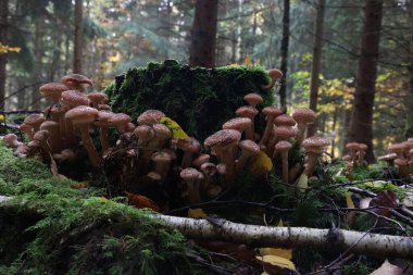 Ormanda sonbahar mantarları yetişir..