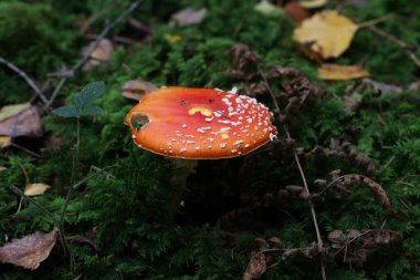 Amanda Muscaria Mantarı 'nın Ormandaki Yakınlığı.