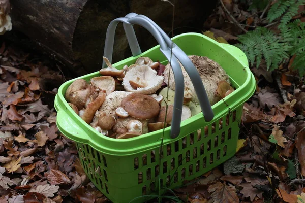 Trash with mushrooms collected in the forest in autumn