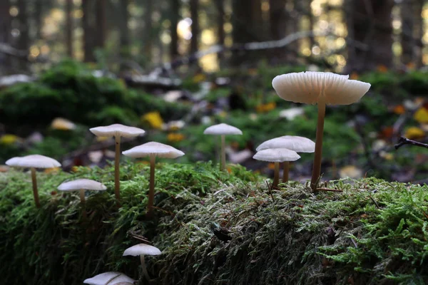 Setas Del Bosque Blanco Crecieron Árbol Caído — Foto de Stock