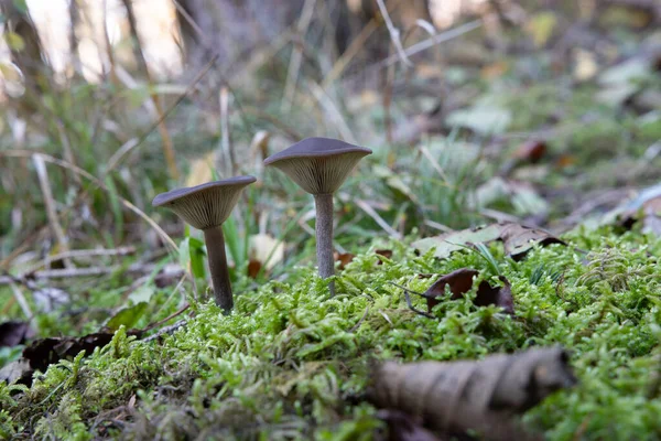 Varios Hongos Han Crecido Bosque Otoño Bajo Los Árboles — Foto de Stock