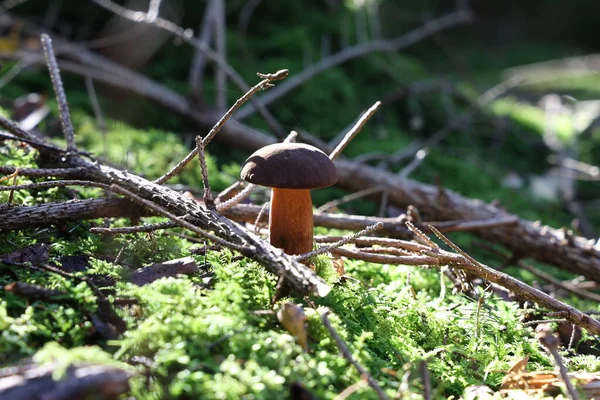 Schöne Steinpilze Edulis Pilz Erstaunlich Grünem Moos — Stockfoto