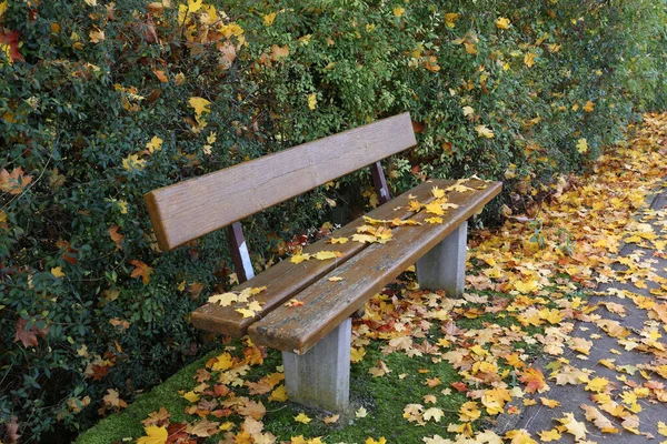 Feuilles Érable Jaunes Tombant Sur Banc Parc Automne — Photo