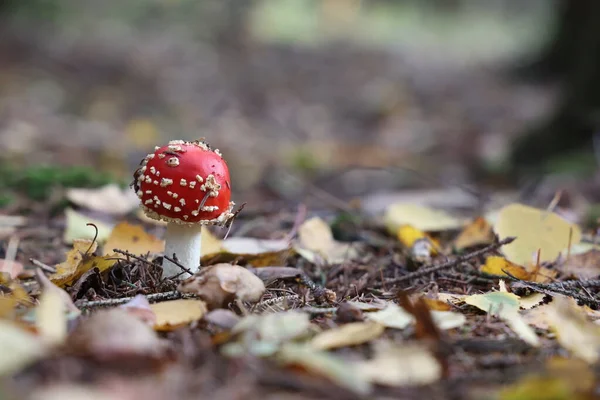 Nahaufnahme von Amanita-Muskaria-Pilz im Wald — Stockfoto