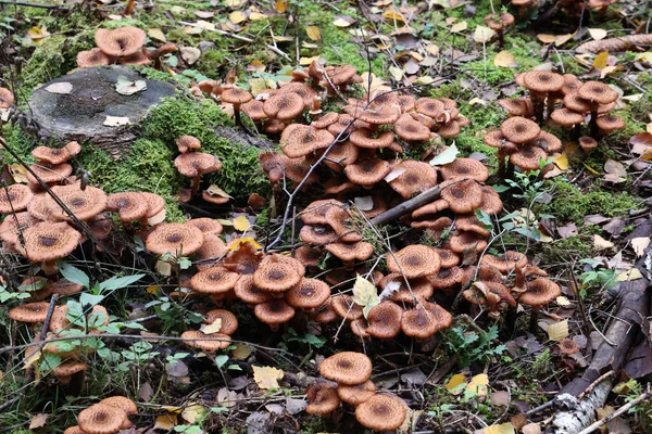 Herfst paddenstoelen groeien in het bos op een stomp — Stockfoto
