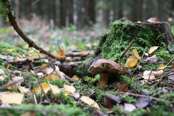 Schöne Steinpilze edulis Pilz in erstaunlich grünem Moos — Stockfoto