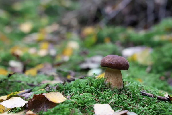 Krásná boletus edulis houba v úžasné zelené mechu — Stock fotografie