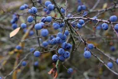Böğürtlen böğürtlen çalıların üzerinde olgunlaşır