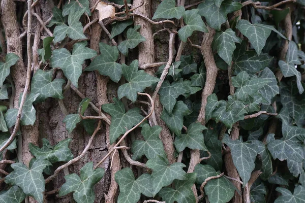 Hedera helix - Grüner Efeu webt einen Baumstamm — Stockfoto