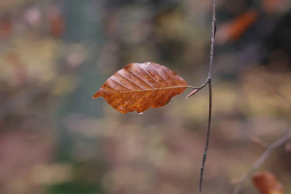 Herfstblad met druppels vocht op een boomtak — Stockfoto