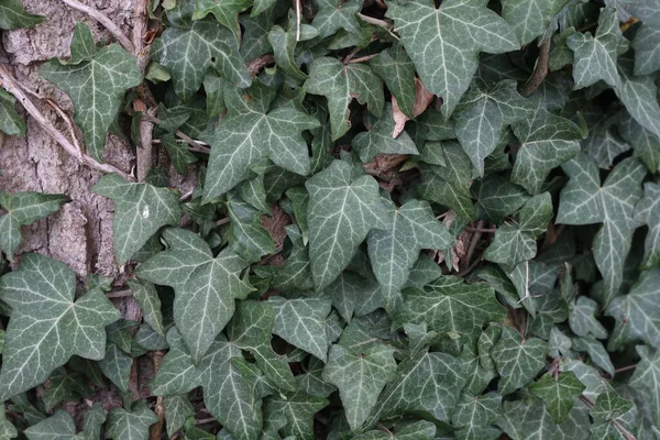 Hedera helix - ivy hijau menenun batang pohon — Stok Foto