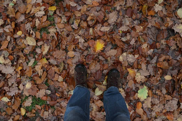 Gevallen bladeren van een boom in het bos in de herfst — Stockfoto
